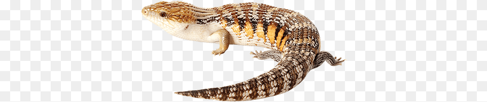 Blue Tongue Northern Blue Tongue Skink Art, Animal, Gecko, Lizard, Reptile Png