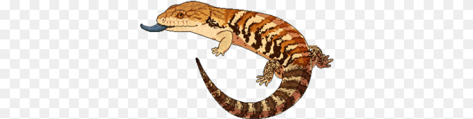 Blue Tongue Skink, Animal, Gecko, Lizard, Reptile Free Png