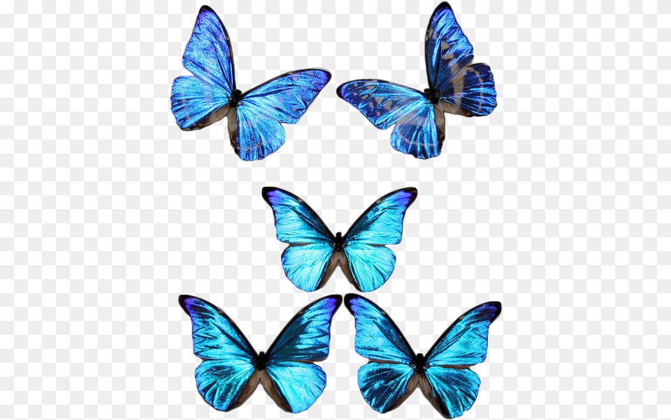 Blue Butterflies, Animal, Butterfly, Insect, Invertebrate Free Transparent Png