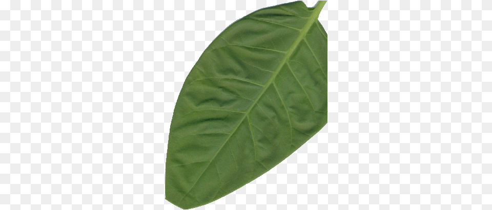 Blue Tree Glaucia Leaf Tobacco Full Size Download Mulberry Family, Plant, Person Png