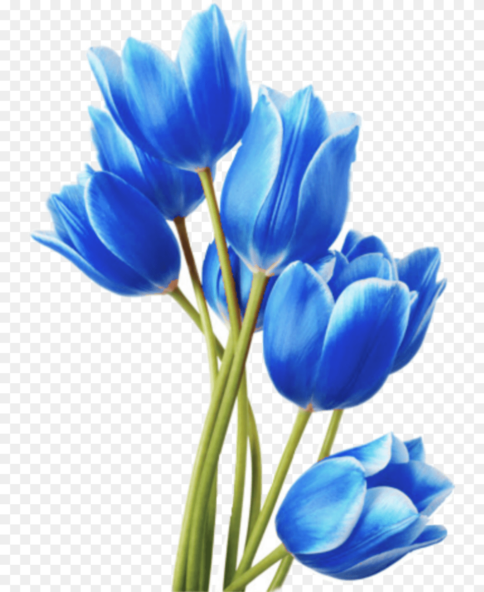 Blue Tulips Sticker By Kristal Brown Hicks, Flower, Plant, Petal, Tulip Png Image