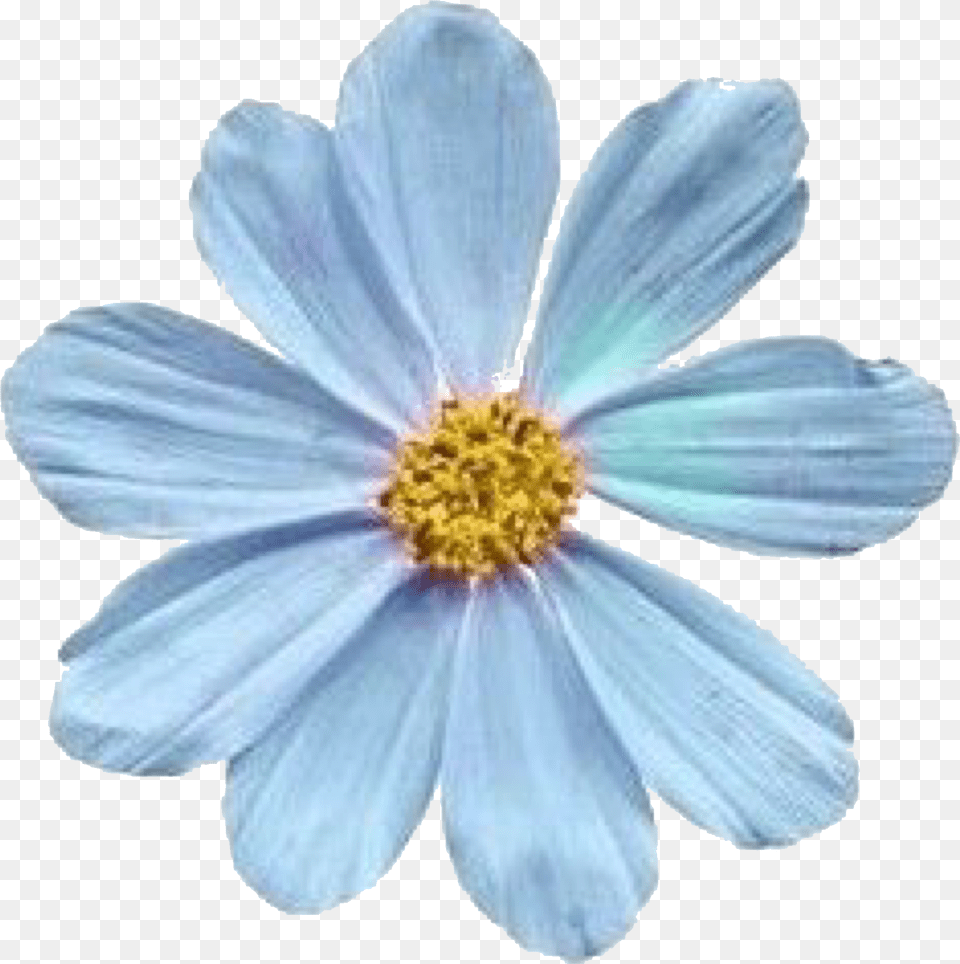 Blue Tumblr Flower, Anemone, Anther, Daisy, Petal Free Transparent Png