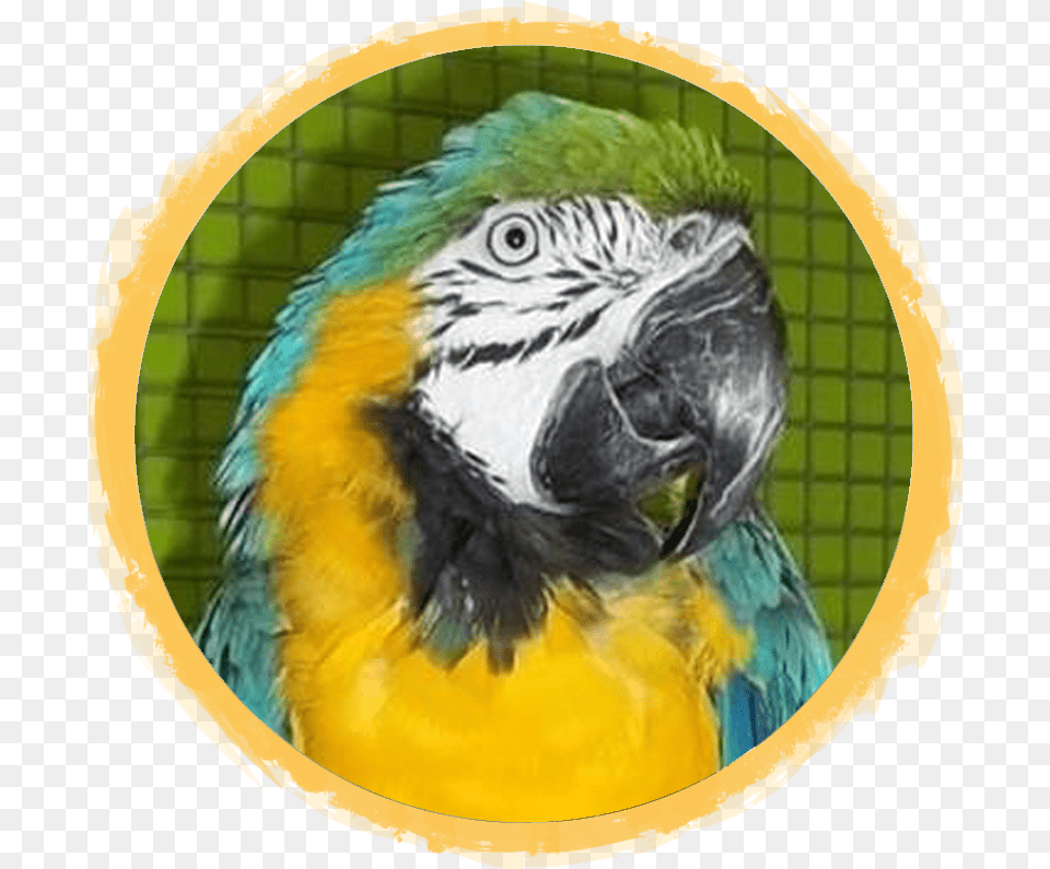 Blue U0026 Gold Macaw African Safari Wildlife Park Port Budgerigar, Animal, Bird, Parrot, Beak Free Png Download