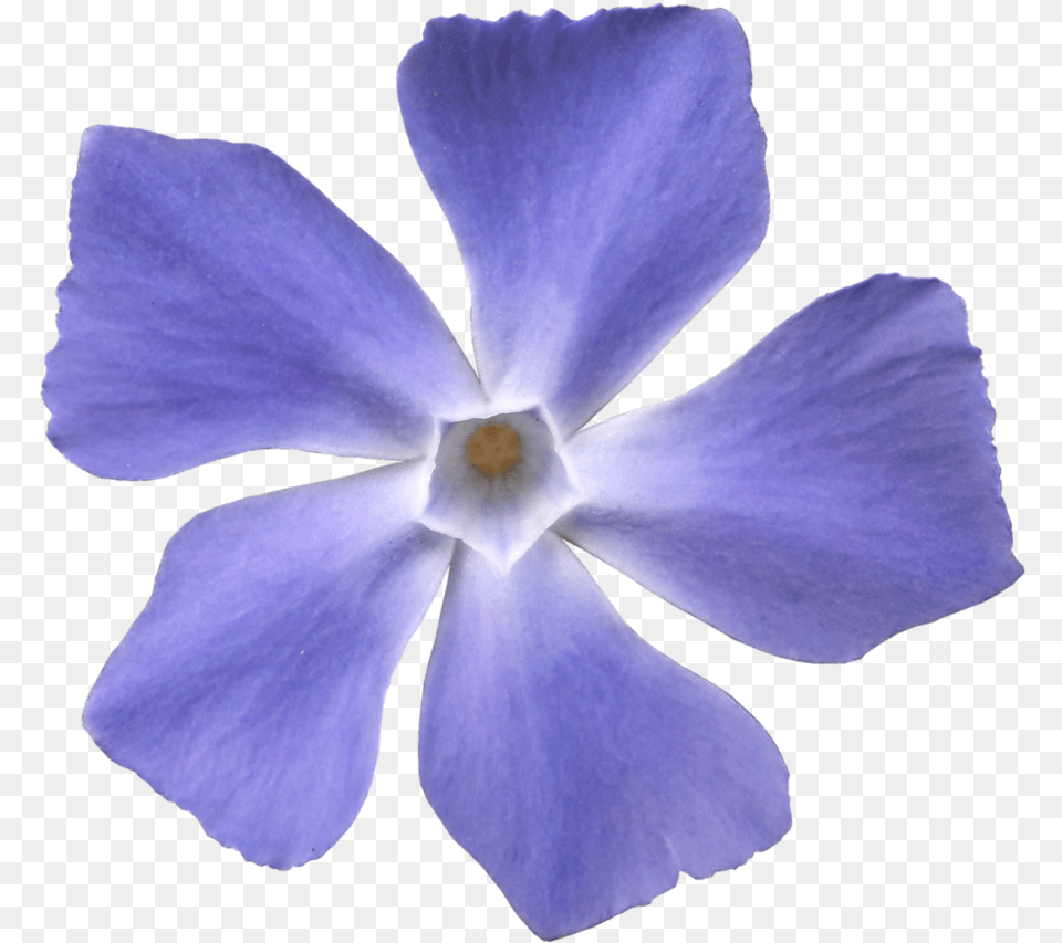 Blue Violet Flower, Petal, Plant, Rose, Geranium Png Image