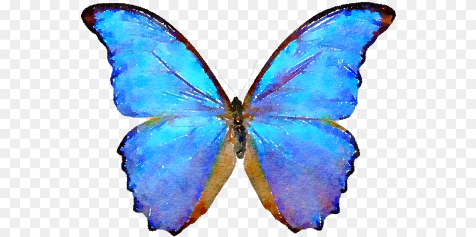 Blue Watercolor And Psd Butterfly, Accessories, Gemstone, Jewelry, Animal Png