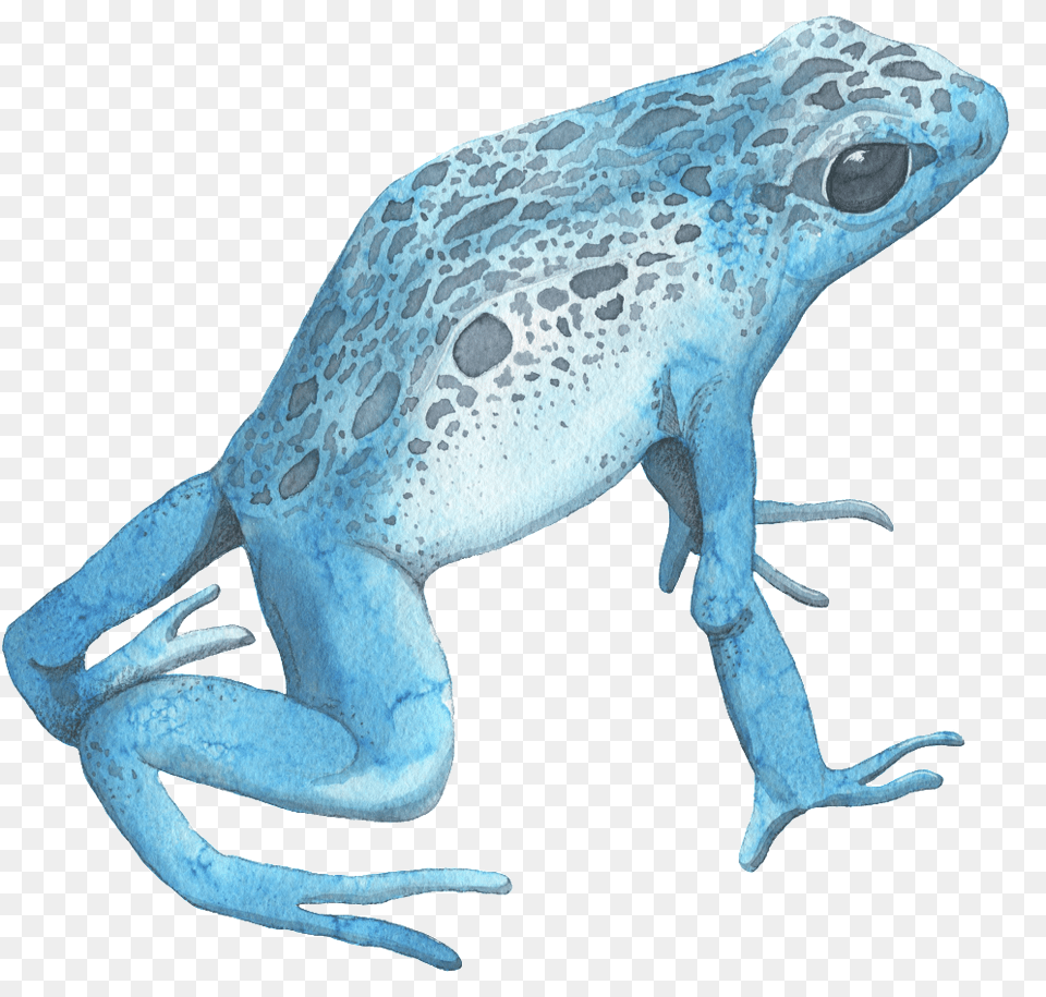 Blue Watercolor Frog Transparent Decorative Pattern Watercolor Painting, Amphibian, Animal, Wildlife, Fish Png Image