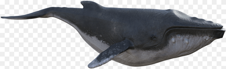 Blue Whale, Animal, Mammal, Sea Life, Fish Free Transparent Png