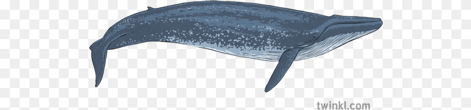 Blue Whale 2 Illustration Gray Whale, Animal, Mammal, Sea Life Png