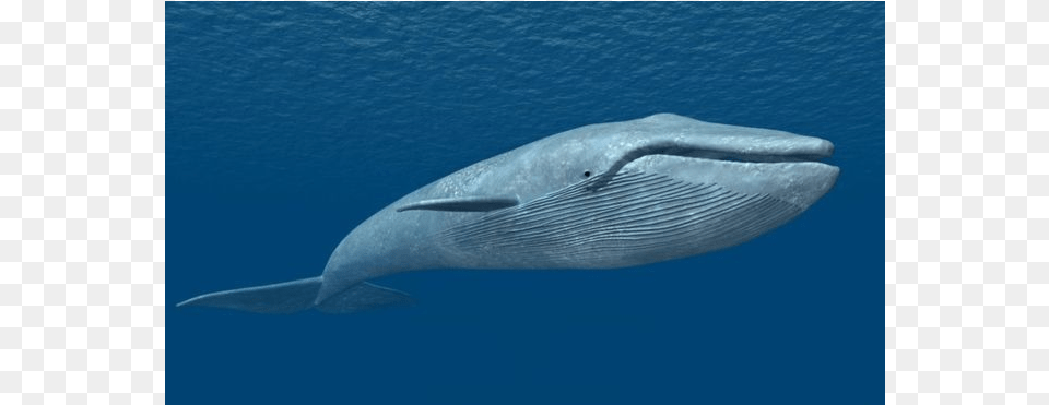 Blue Whale, Animal, Mammal, Sea Life, Fish Png