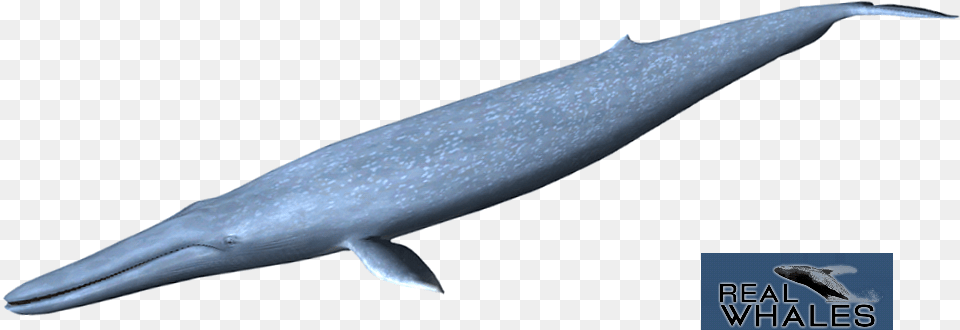 Blue Whale Blue Whale, Animal, Mammal, Sea Life, Fish Free Png