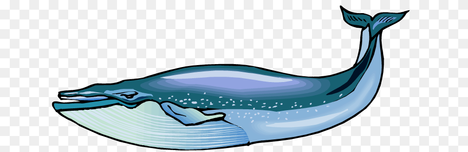Blue Whale Clip Art, Animal, Mammal, Sea Life, Dolphin Free Png Download