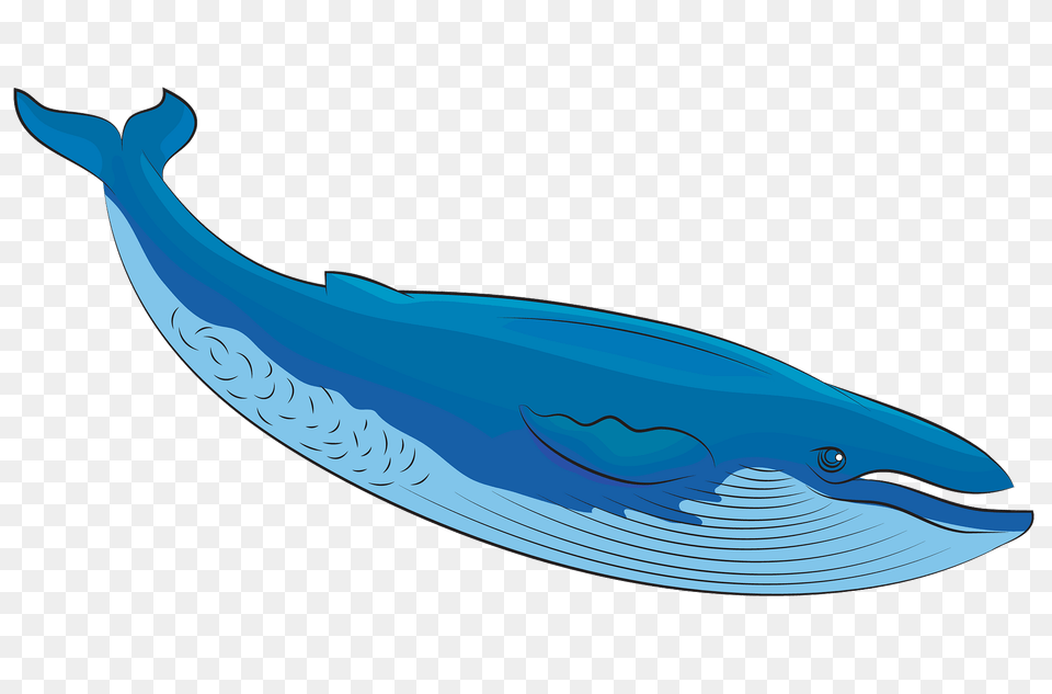 Blue Whale Clipart, Animal, Mammal, Sea Life, Fish Png Image