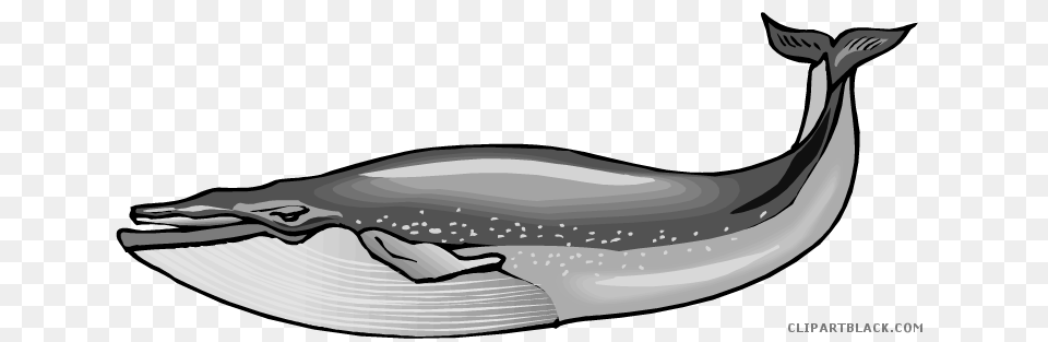 Blue Whale Clipart Black And White, Animal, Mammal, Sea Life Free Transparent Png
