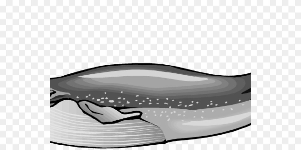 Blue Whale Clipart Black And White, Animal, Mammal, Sea Life Free Transparent Png