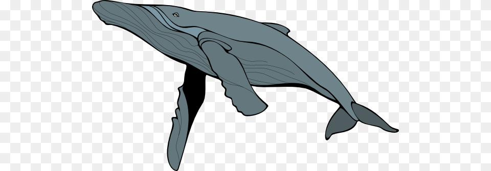 Blue Whale Free Download, Animal, Mammal, Sea Life, Fish Png Image