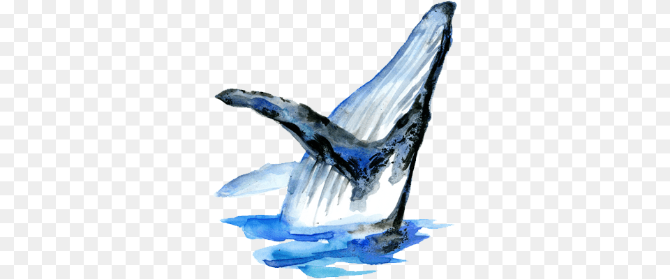 Blue Whale Global Media Blue Whale, Animal, Mammal, Sea Life, Fish Png Image
