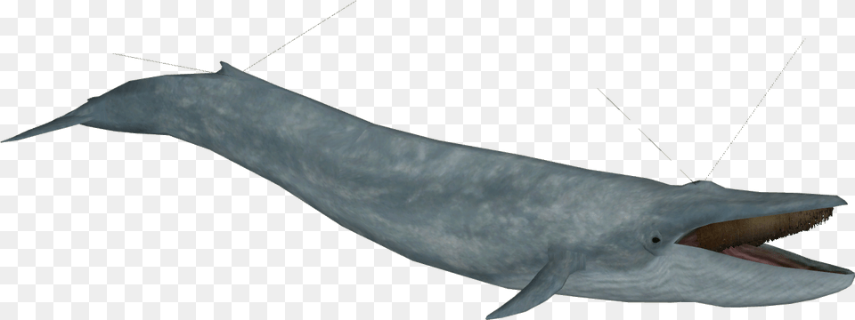 Blue Whale Model Common Bottlenose Dolphin, Animal, Mammal, Sea Life, Fish Free Transparent Png