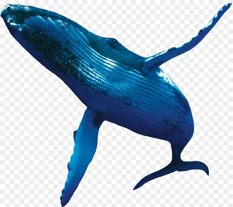 Blue Whale No Background, Animal, Mammal, Sea Life, Fish Free Png Download