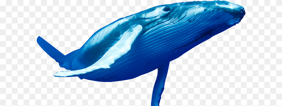 Blue Whale Pic, Animal, Mammal, Sea Life, Fish Free Png Download