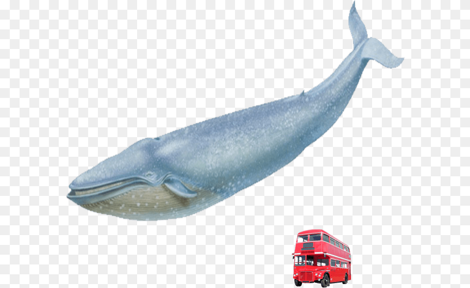 Blue Whale Red London Bus Blue Whale London Bus, Animal, Mammal, Sea Life, Fish Free Transparent Png