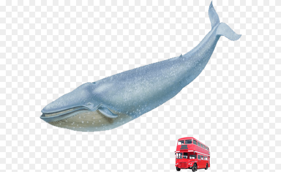 Blue Whale Red London Bus Blue Whale No Background, Animal, Mammal, Sea Life, Fish Free Transparent Png