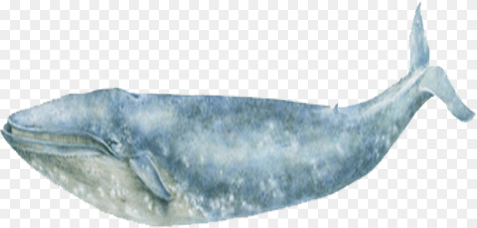 Blue Whale Sea Ocean Blue Whale, Animal, Mammal, Sea Life, Person Png Image