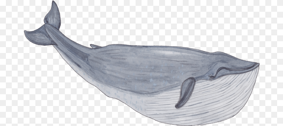 Blue Whale Spirit Of Gold Coast Whale Watching Tours, Animal, Mammal, Sea Life, Fish Png Image
