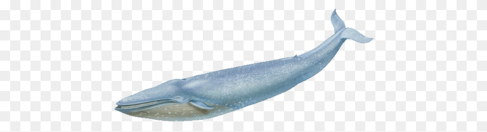 Blue Whale Transparent Background, Animal, Mammal, Sea Life, Fish Png