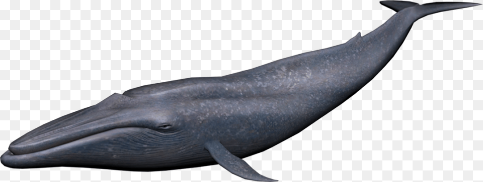 Blue Whale Vector Clipart, Animal, Mammal, Sea Life, Fish Free Transparent Png