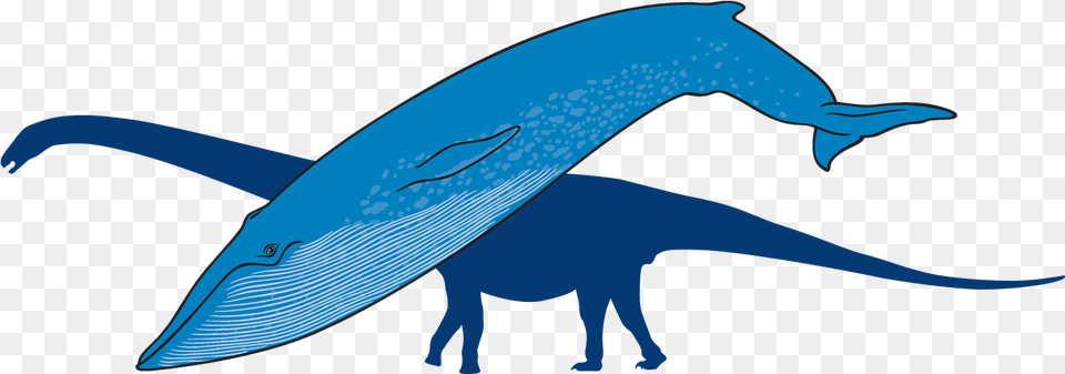 Blue Whale With Outline Of Titanosaur In Background Whale, Animal, Mammal, Sea Life, Fish Free Transparent Png