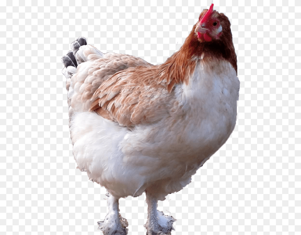 Blue Wheaten Maran Hen, Animal, Bird, Chicken, Fowl Free Transparent Png