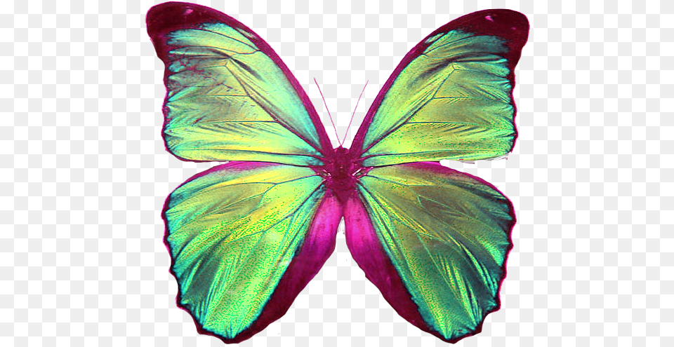 Blue Wing Butterfly, Animal, Insect, Invertebrate, Person Free Png