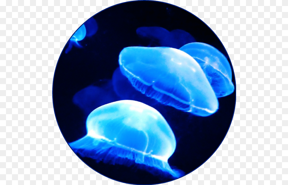 Blueaesthetic Aesthetic Blue Jellyfish Ocean Sea Neon Blue Aesthetic, Animal, Sea Life, Invertebrate Free Png