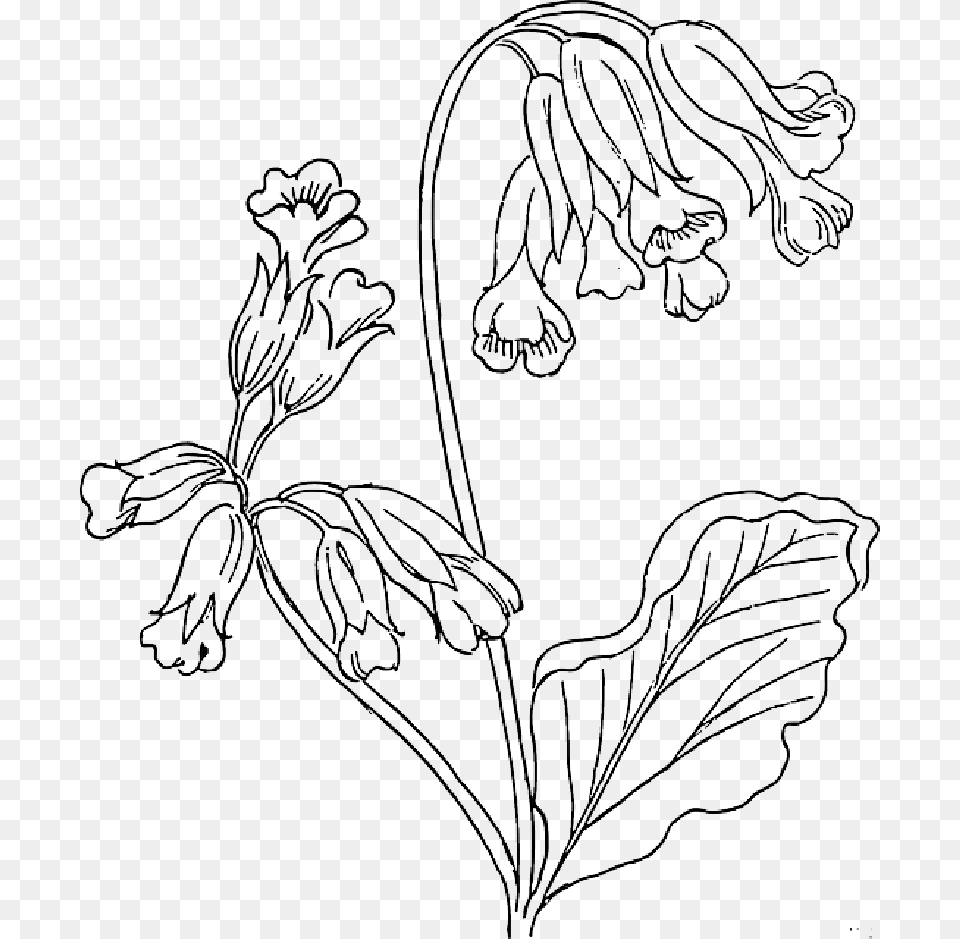 Bluebell Flower Coloring Pages, Art, Drawing, Plant, Animal Free Transparent Png