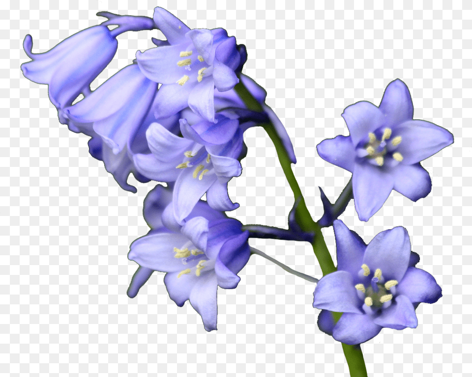 Bluebell Flowers, Flower, Plant, Anther Free Transparent Png