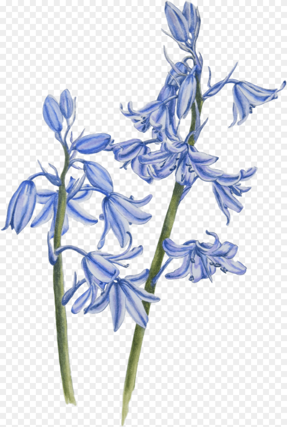 Bluebell Image Background Blue Bell Flower Drawing, Plant, Agapanthus, Petal Free Png Download