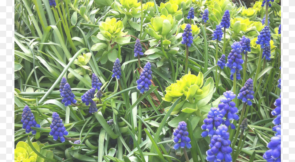 Bluebells Transparen Grape Hyacinth, Flower, Lupin, Plant Png Image