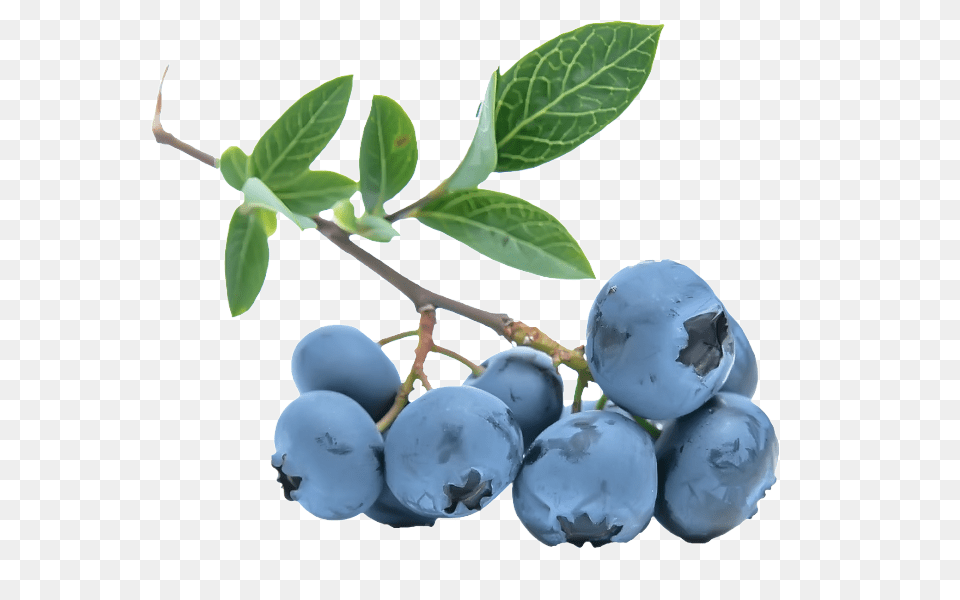 Blueberries, Berry, Blueberry, Food, Fruit Free Png