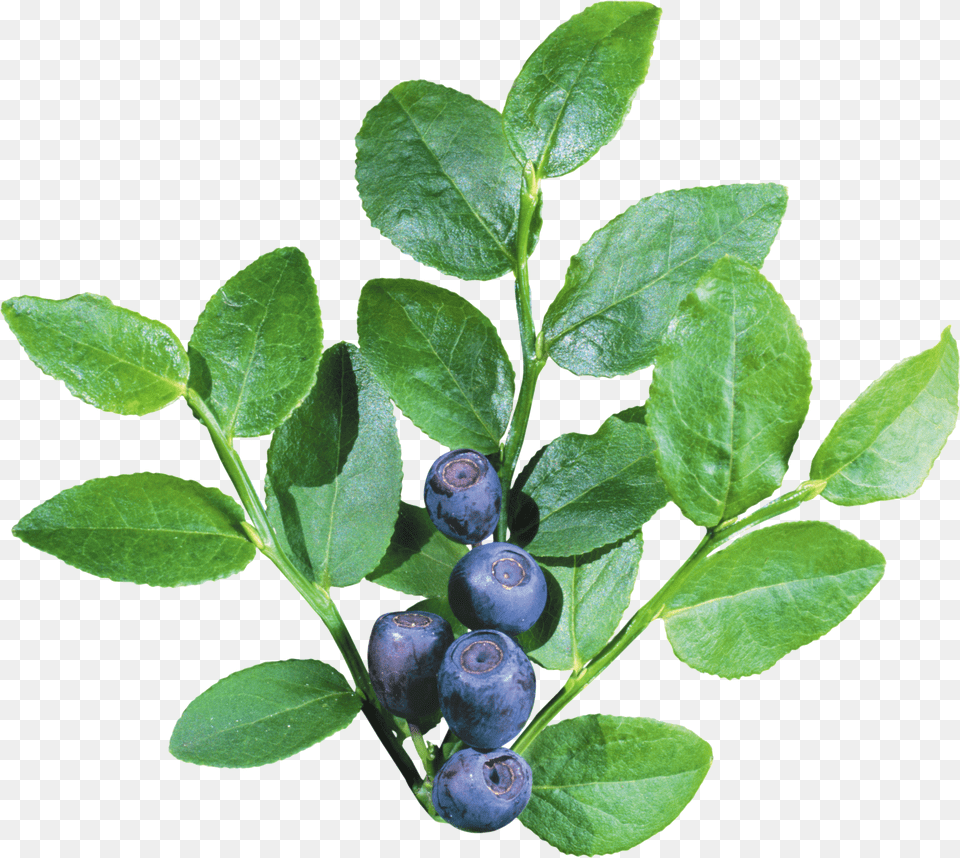 Blueberries Free Png Download