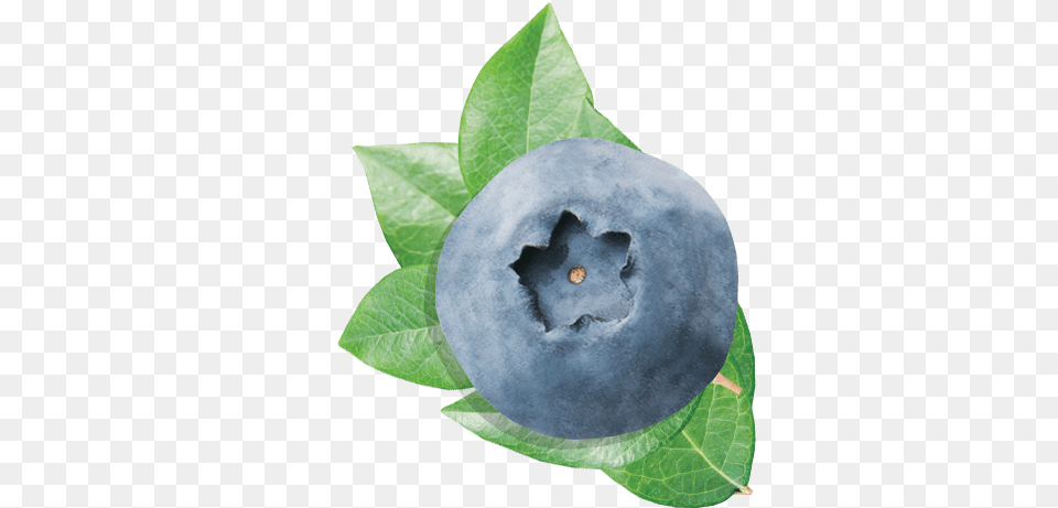 Blueberries, Berry, Blueberry, Food, Fruit Png