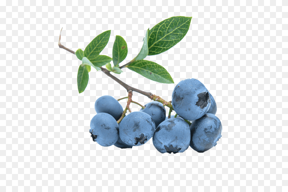 Blueberries, Berry, Blueberry, Food, Fruit Free Transparent Png