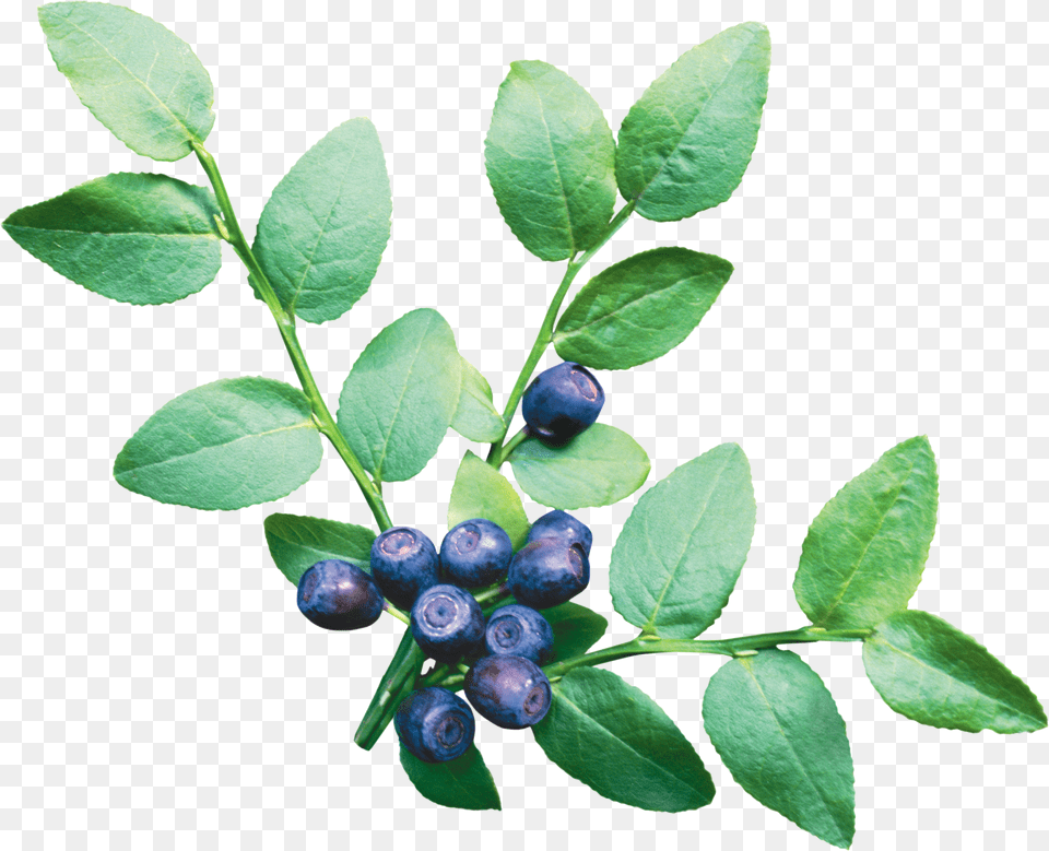 Blueberries Png Image