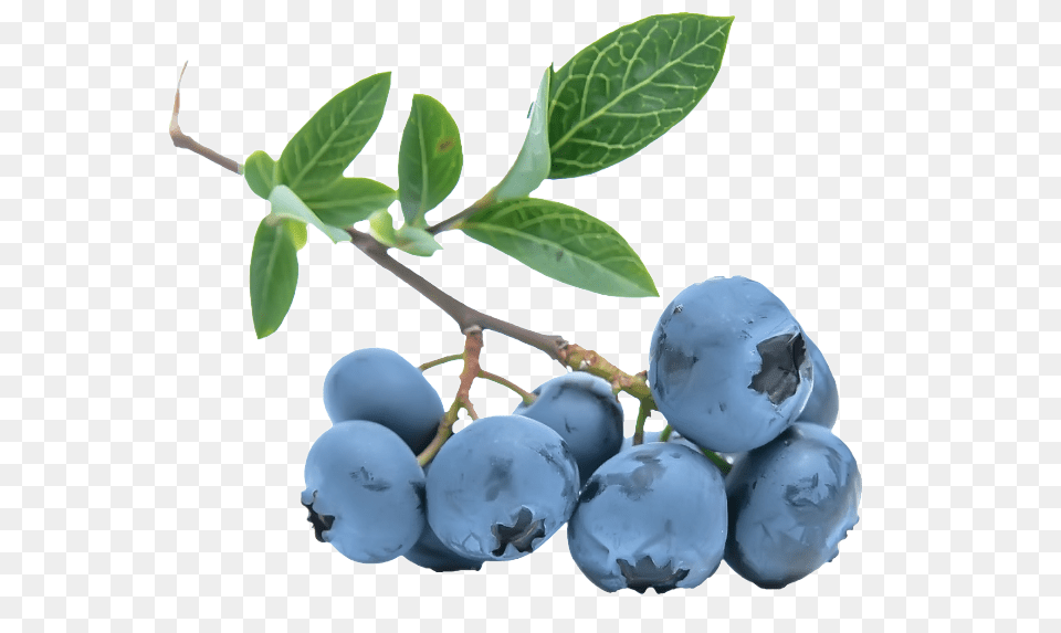 Blueberries Berries Clipart Background, Berry, Blueberry, Food, Fruit Png Image