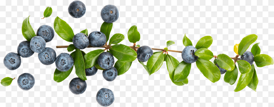 Blueberries Blueberry Branch Cartoon Blueberries Berry, Food, Fruit, Plant Free Transparent Png