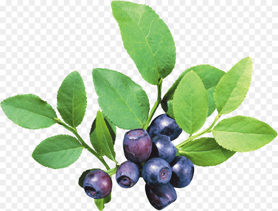 Blueberries Blueberry Bush Free Png