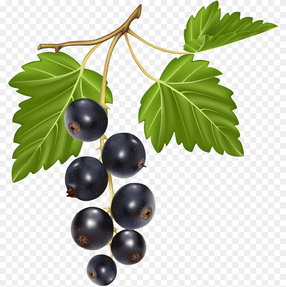 Blueberries Clipart, Berry, Blueberry, Food, Fruit Free Transparent Png