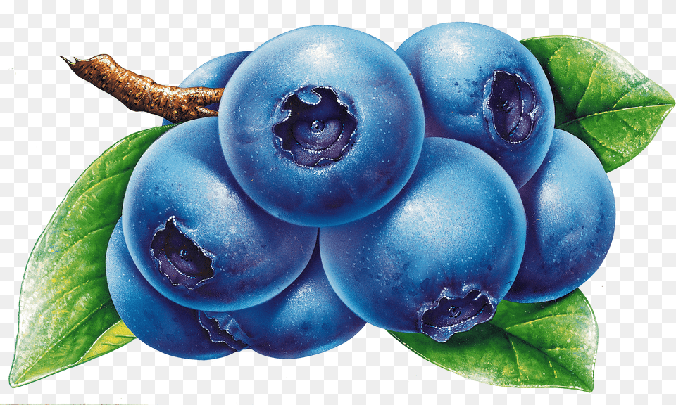 Blueberries Drawing, Berry, Blueberry, Food, Fruit Free Png Download