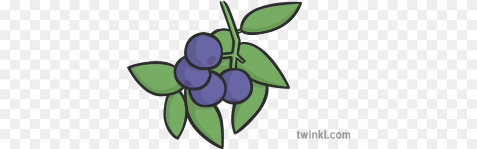 Blueberries Illustration Twinkl Cartoon, Fruit, Berry, Blueberry, Food Free Transparent Png