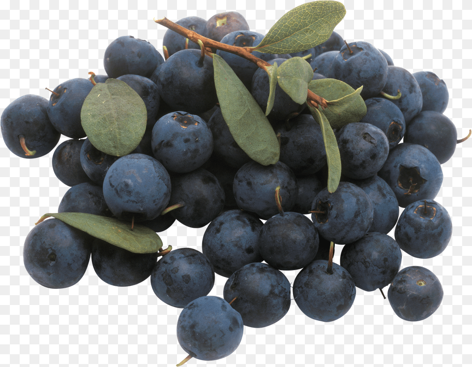 Blueberries In High Resolution Blueberry Png