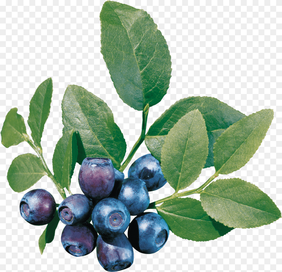 Blueberries In High Resolution Web Icons Blueberry Bush Free Transparent Png